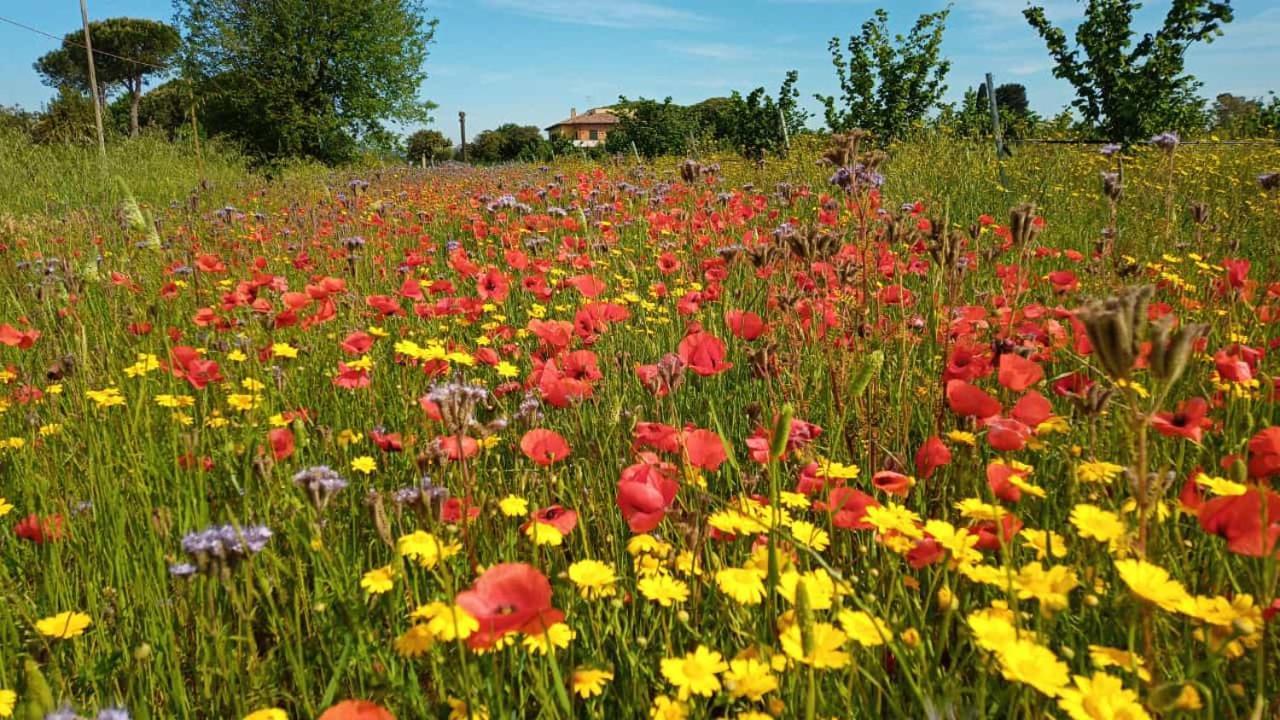 Agriturismo Il Tripesce فادا المظهر الخارجي الصورة