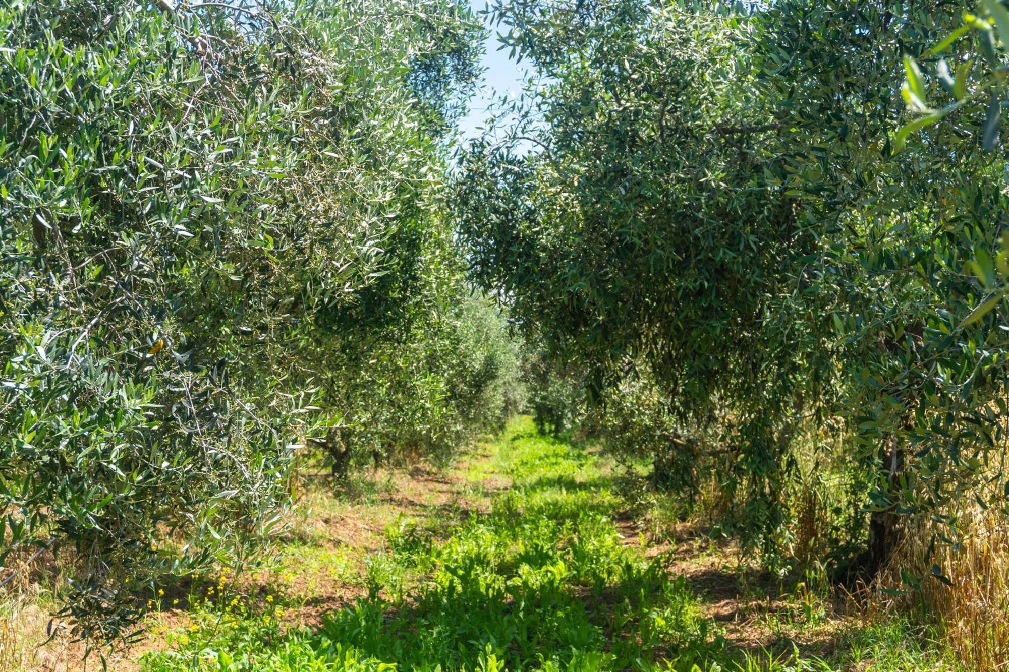 Agriturismo Il Tripesce فادا المظهر الخارجي الصورة